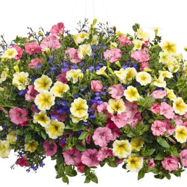 Large outdoor HANGING BASKET OUTDOOR