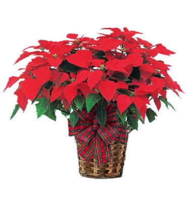 11\"Poinsettia Plant red