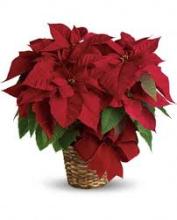 6.5\"Poinsettia Plant Red