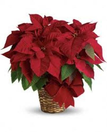 6.5\"Poinsettia Plant Red