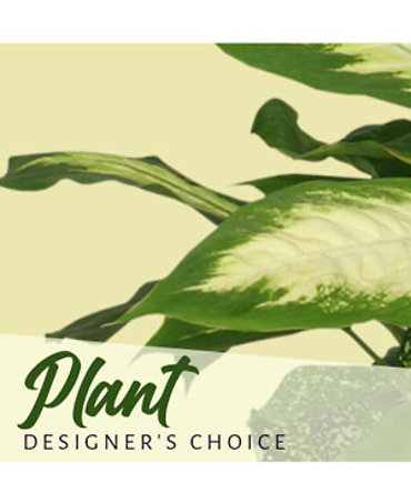 Designer\'s Choice Plant