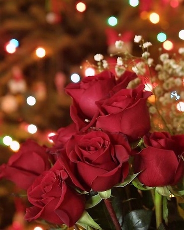 6 ROSES WRAPPED