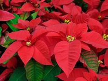 8\"Poinsettia Plant red