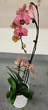 3 Orchid Planter